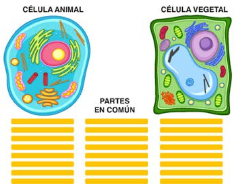 Ilustración donde situar los elementos de celula animal y celula vegetal