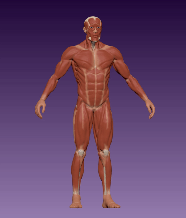 Anatomía