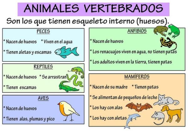CARACTERÍSTICAS