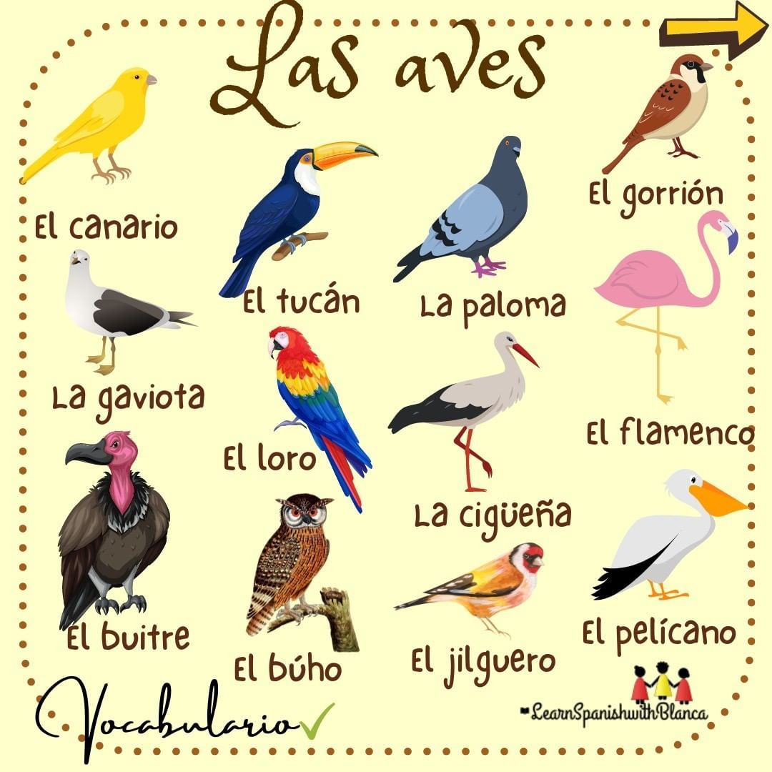 Aves | ANIMALES VERTEBRADOS