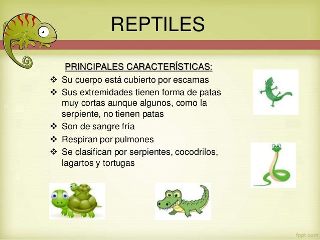 Extremidades De Los Reptiles: Fascinante Diversidad y Adaptación