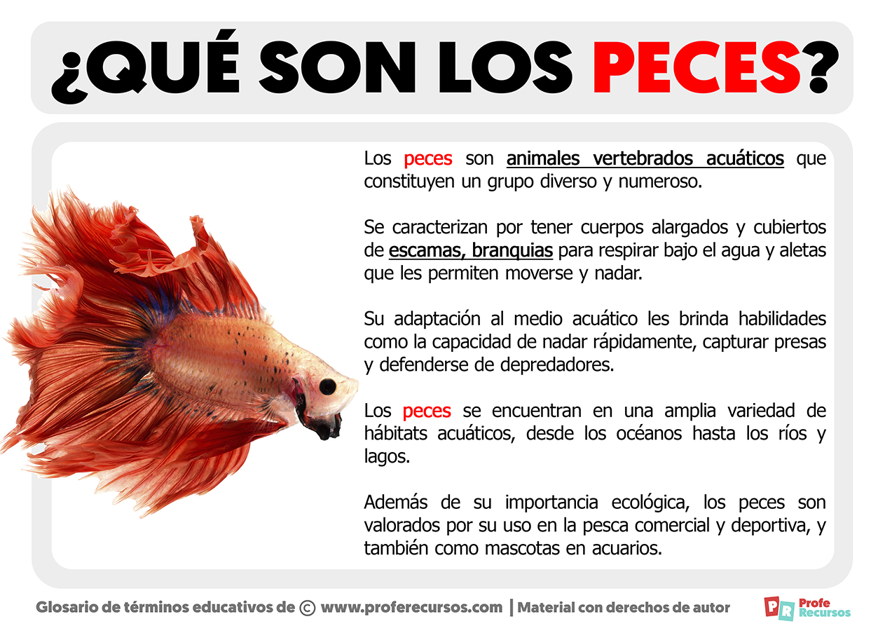 Peces | ANIMALES VERTEBRADOS