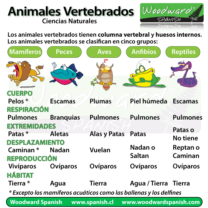 animales 