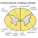 conformacion Medula espinal Tomado Web. 
